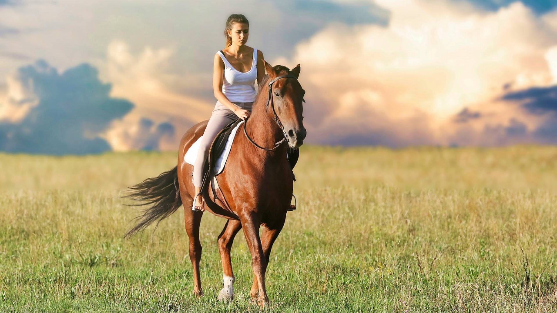 Le bien-être de votre cheval est important